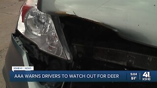 Auto body shops begin seeing more deer-related crashes