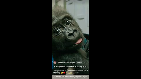 "Baby Gorilla 🦍"Jameela "In Search For A Mommy 🐾♥️🎶🎼