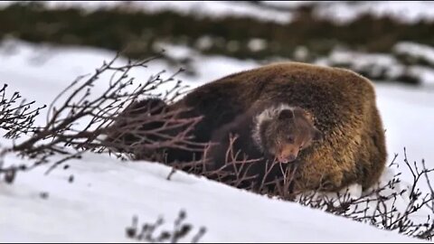 Kamchatka, life begins, respect for nature 2