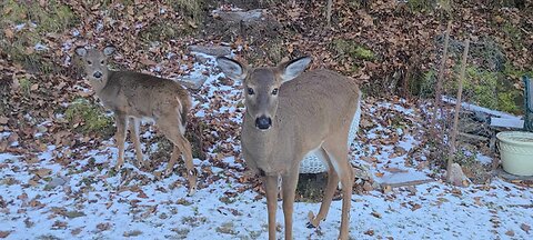 2 female deer follow me