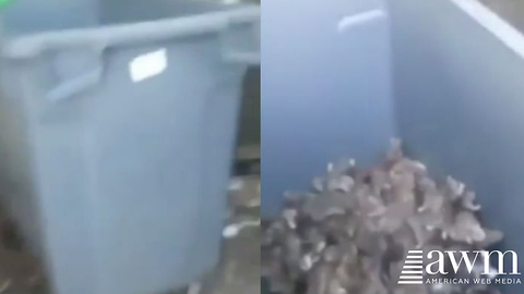 Guy Hears Loud Noise Coming From Garbage Bin, Looks Inside To Find Utter Nightmare