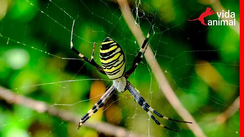 ARANHA VESPA - VIDA ANIMAL