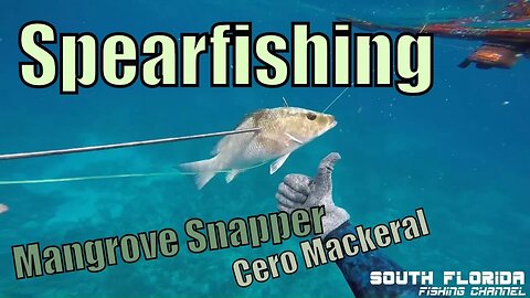 Spearfishing Mangrove Snapper & Cero Mackeral