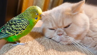Кот и птица, милые животные #210