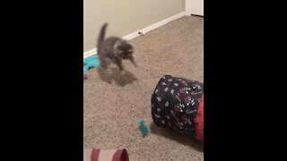 Kitten loves frolicking with his toys