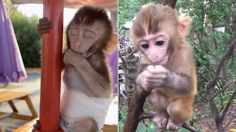 cute monkeys #1