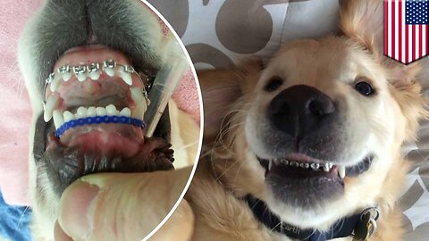 Dog wearing braces after being diagnosed with malocclusion, photos go viral on Facebook - TomoNews