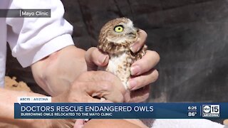 Groups work to release protected owls back into the wild