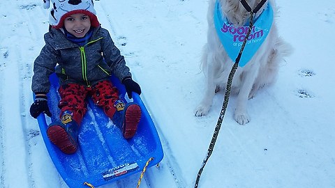 Dog enthusiastically pulls little boy in sled