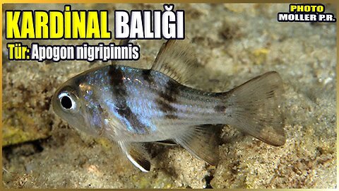 Kardinal Balığı Hakkında Bilgi | Apogon nigripinnis | Akdeniz Balıkları