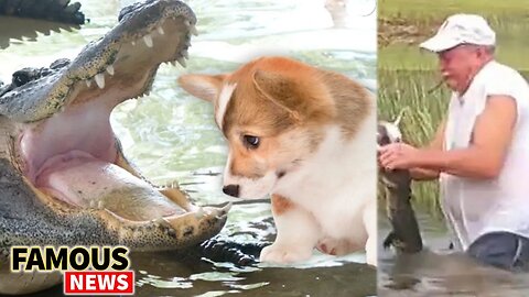Florida Man Rescues Puppy From Jaws Of Alligator Without Dropping Cigar | FamousNews