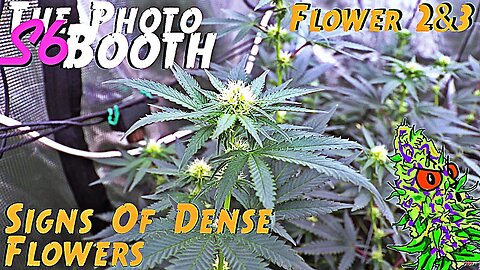 The Photo Booth S6 Ep. 10 | Flower 1 & 2 | Signs Of Dense Flowers