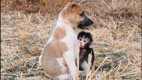 Playful monkey