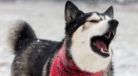 Husky Talks About His First Ever Snow Storm!