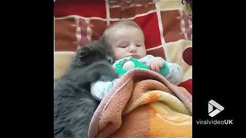 Fluffy Gray Kitten And Baby Boy Mock-Squabble Over A Toy