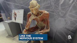 See inside the human body at the South Florida Science Center