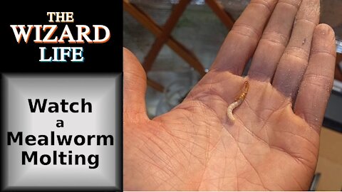 Watch a Mealworm Molting