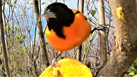 World's simplest feeder attracts truly beautiful bird