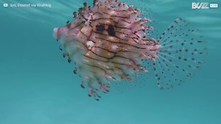 Un poisson d'une beauté exceptionnelle a été vu par un plongeur