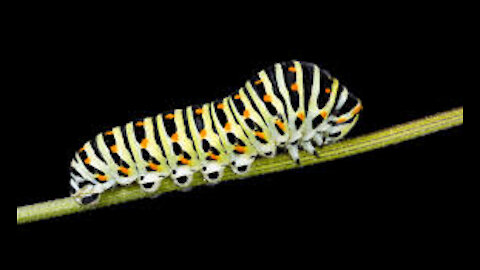 Caterpillar Butterfly