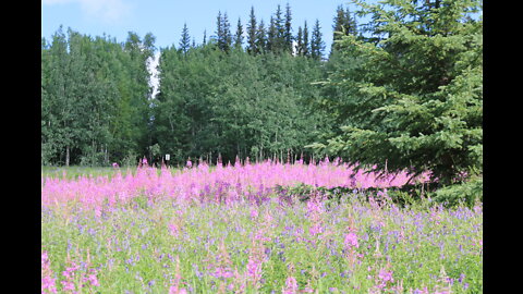 Fireweeds and Wild Flowers in Fairbanks, Alaska in July