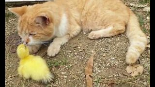 Rejected duckling finds a new family member: a cat