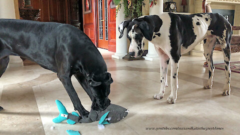 Funny Great Danes Remove Stuffing and Squeaker from Shark Toy