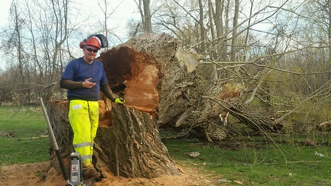 Big willow tree being pushed over by hand.