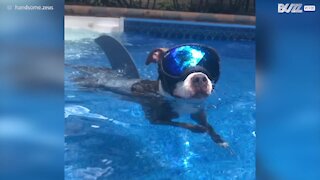 Un requin très rare aperçu dans une piscine aux USA
