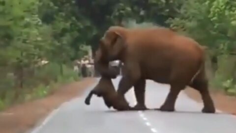 Sad image of a mother elephant carrying her baby elephant that died due to illness.