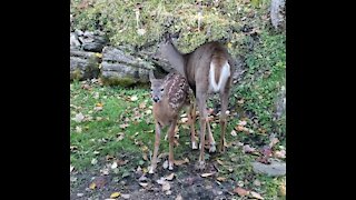 Fawn and mother deer have different ideas about what to snack on.