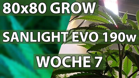 DER 80x80 GARTEN EDEN SANLIGHT GROW - WOCHE 7