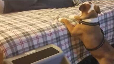 Bulldog velger vanskelig måte å komme seg til sengs