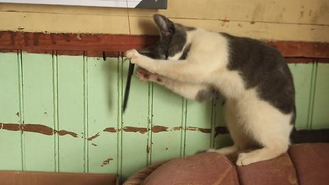 Farm kitten exposes her scheduling difficulties