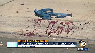 Two pit bulls quarantined after killing small dog