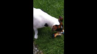 Jack Russell Terrier Milo Has A New Toy!