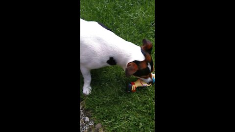 Jack Russell Terrier Milo Has A New Toy!