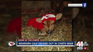Newborn calf decked out in Chiefs gear