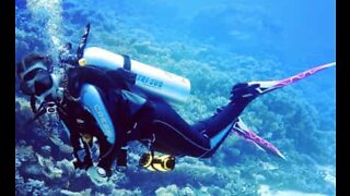 Seal delights diver with awesome swimming skills