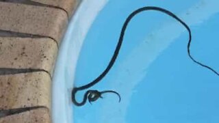 Snake kills lizard in Australian home pool