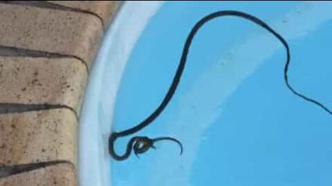 Snake kills lizard in Australian home pool