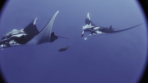 Friendly Manta Rays swim with scuba divers off Socorro Island