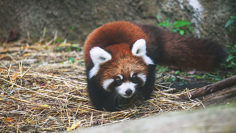 Cute Red Panda Cubs Go Exploring: ZooBorns