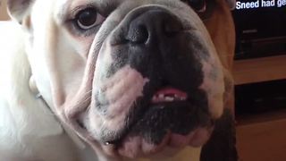 English Bulldog throws epic temper tantrum