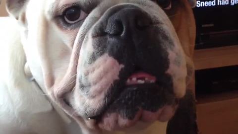 English Bulldog throws epic temper tantrum