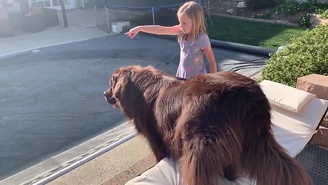 Newfoundland Loves Spending Time Outdoors With His Friend