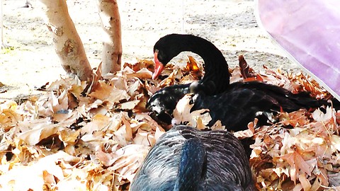 Red Beak Black Swan Prepared Throne for His Queen