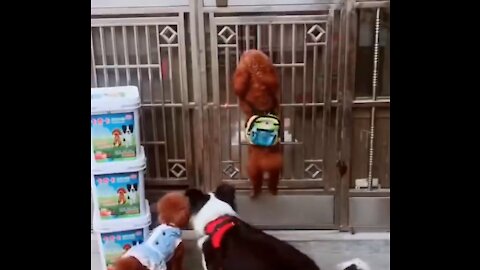 how cute this dog opening the gate for friends