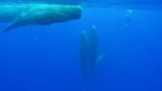 Mergulhadora enfrenta a grandeza de um grupo de cachalotes