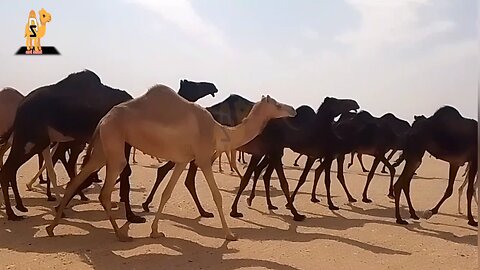 Desert Life In Saudi Arabia ,2024 || Registan Life In Saudi Arabia 2024 || Camel Festival In Saudia